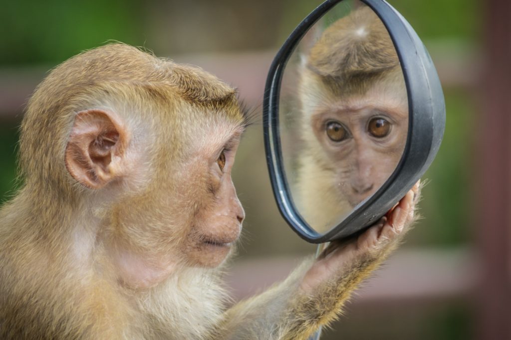 Singe qui se regarde dans un rétroviseur. Pour illustrer la reconnaissance de soi à l'aide des neurones miroirs.