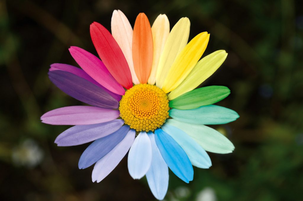 Une fleur au pétales multicolores. Pour évoquer la richesse émotionnelle lorsque nous avons entrainé nos neurones miroirs